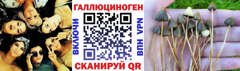 Псилоцибиновые грибы Psilocybine cubensis  площадка состав  Камешково 